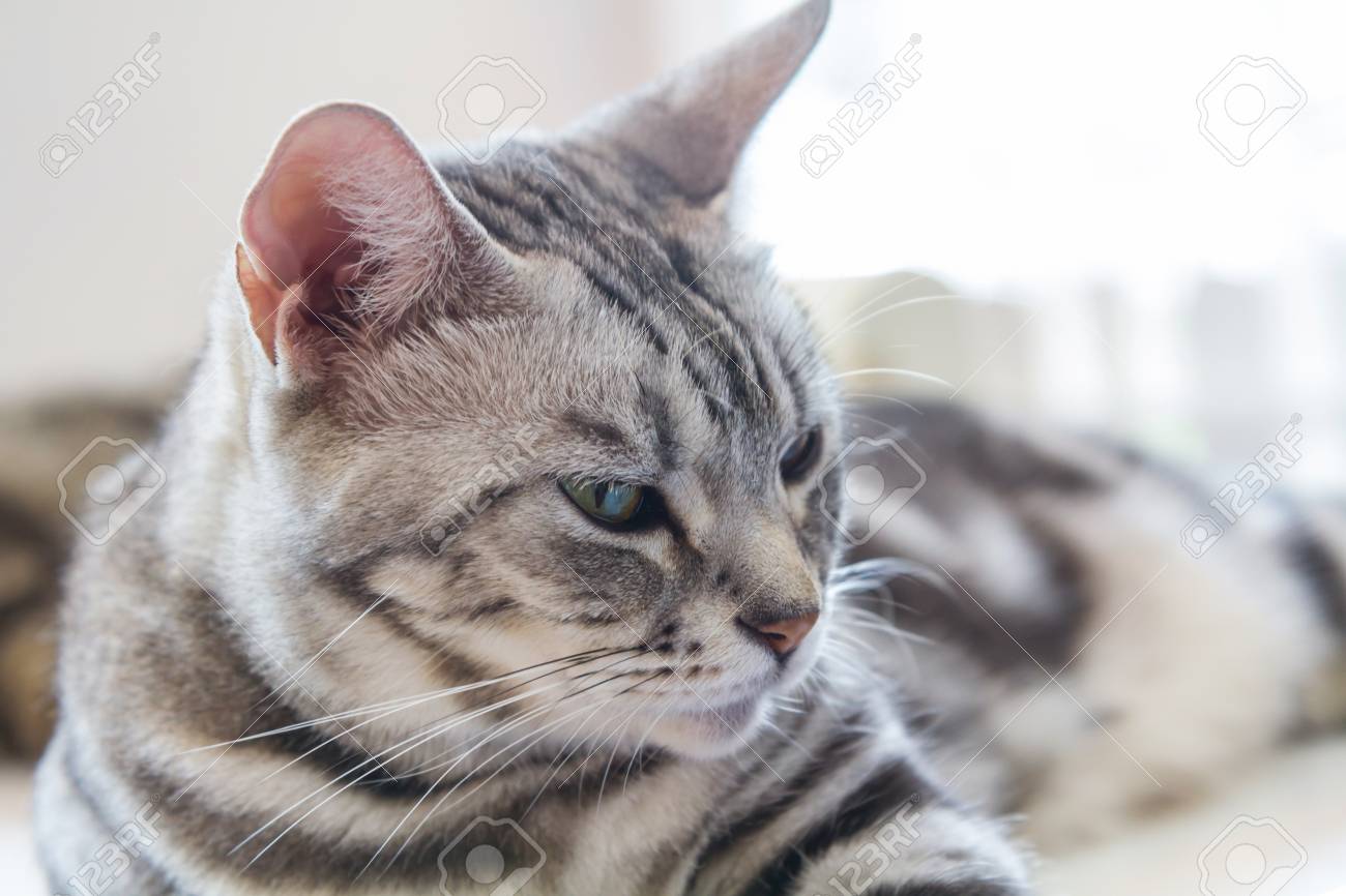 American Shorthair Cat Stock Photo Picture And Royalty Free Image