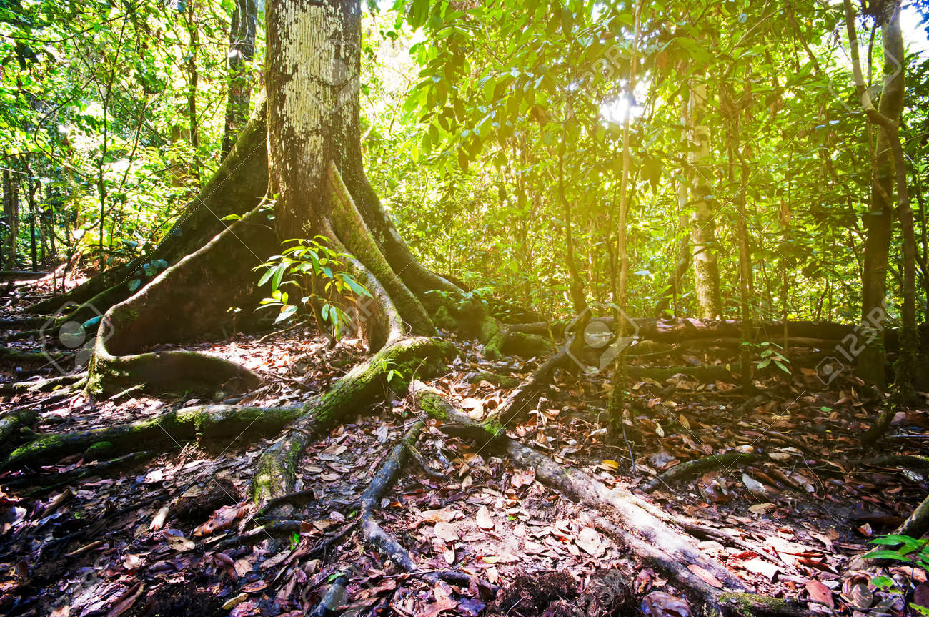 根は Tabin ジャングル ボルネオ マレーシア サバ州で背の高い木 Tabin 野生生物保護区は マレーシア サバ州の自然保護区です の写真素材 画像素材 Image