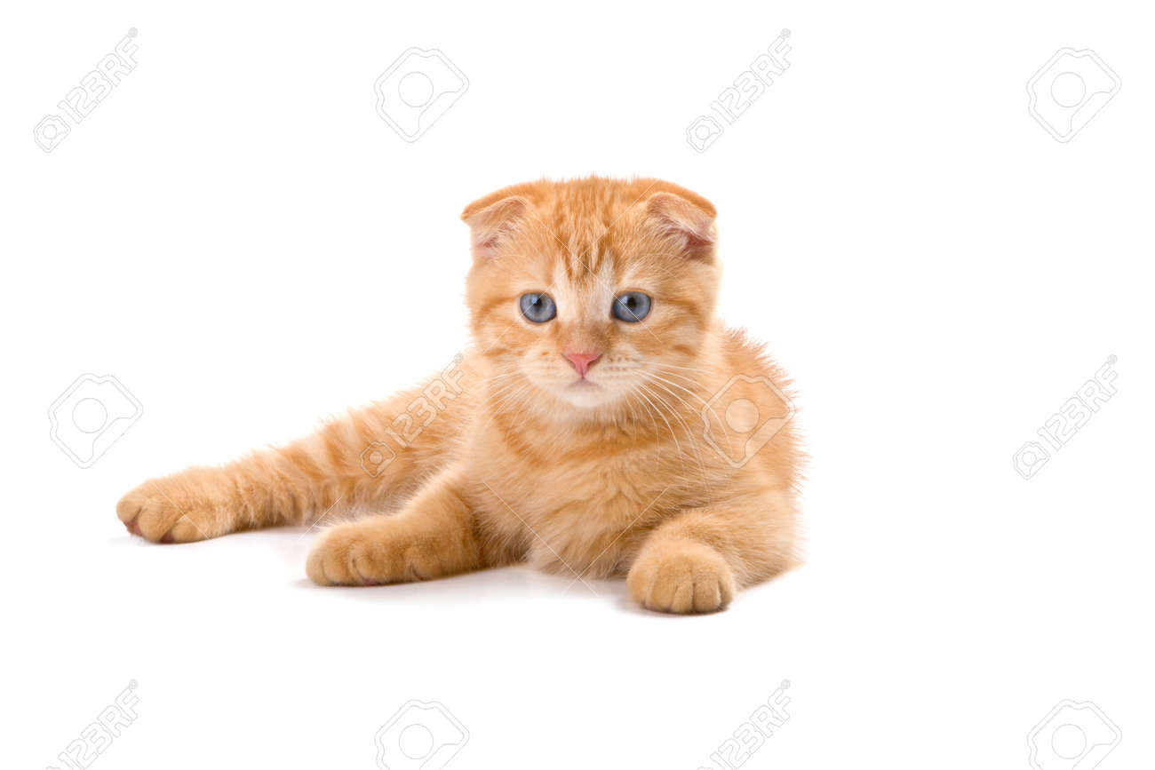Scottish Fold Kitten Isolated On White Background Stock Photo