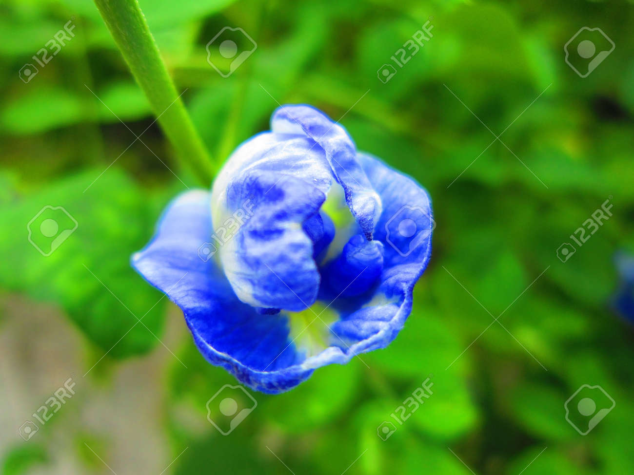 etiam-dictum-ipsum-a-felis