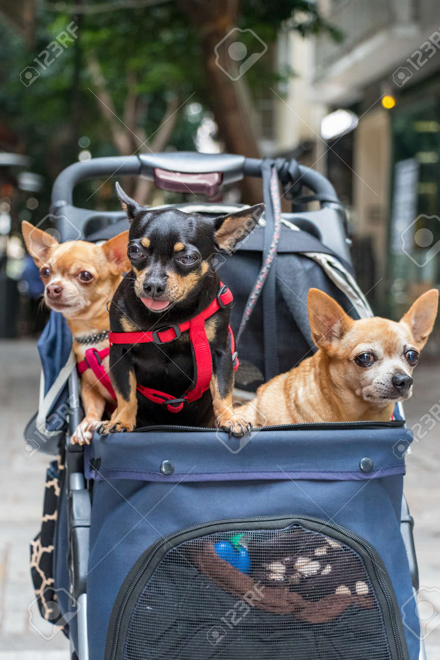small dog trolley