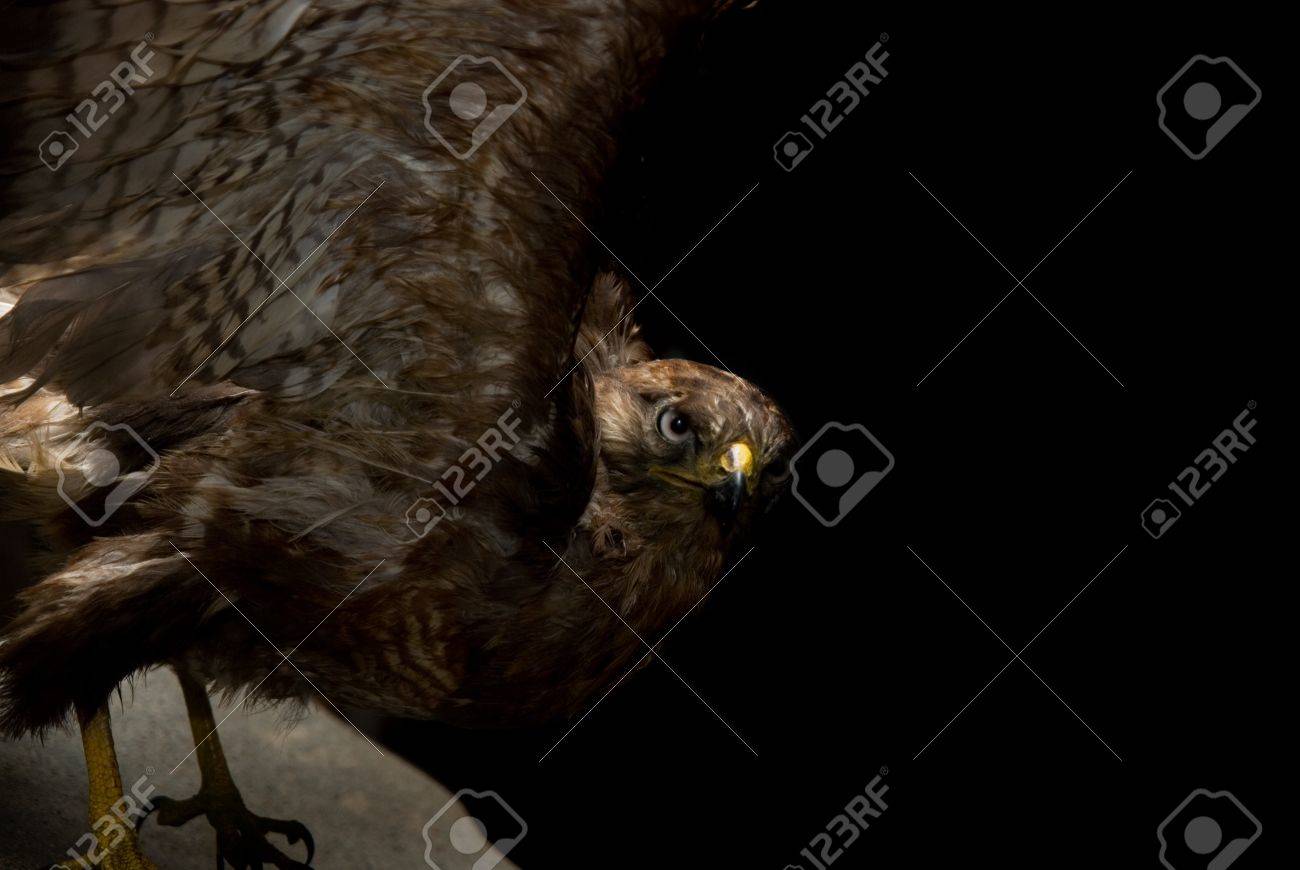 etiam-dictum-ipsum-a-felis