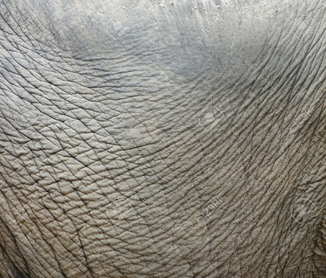 象の皮膚の質感 の写真素材 画像素材 Image 象の皮膚の質感 の写真素材 画像素材 Image