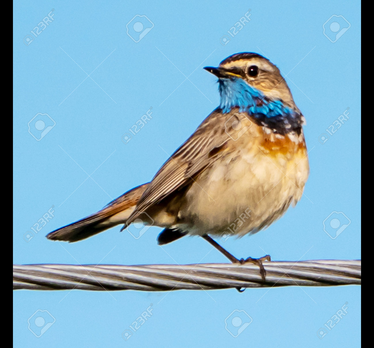 etiam-dictum-ipsum-a-felis