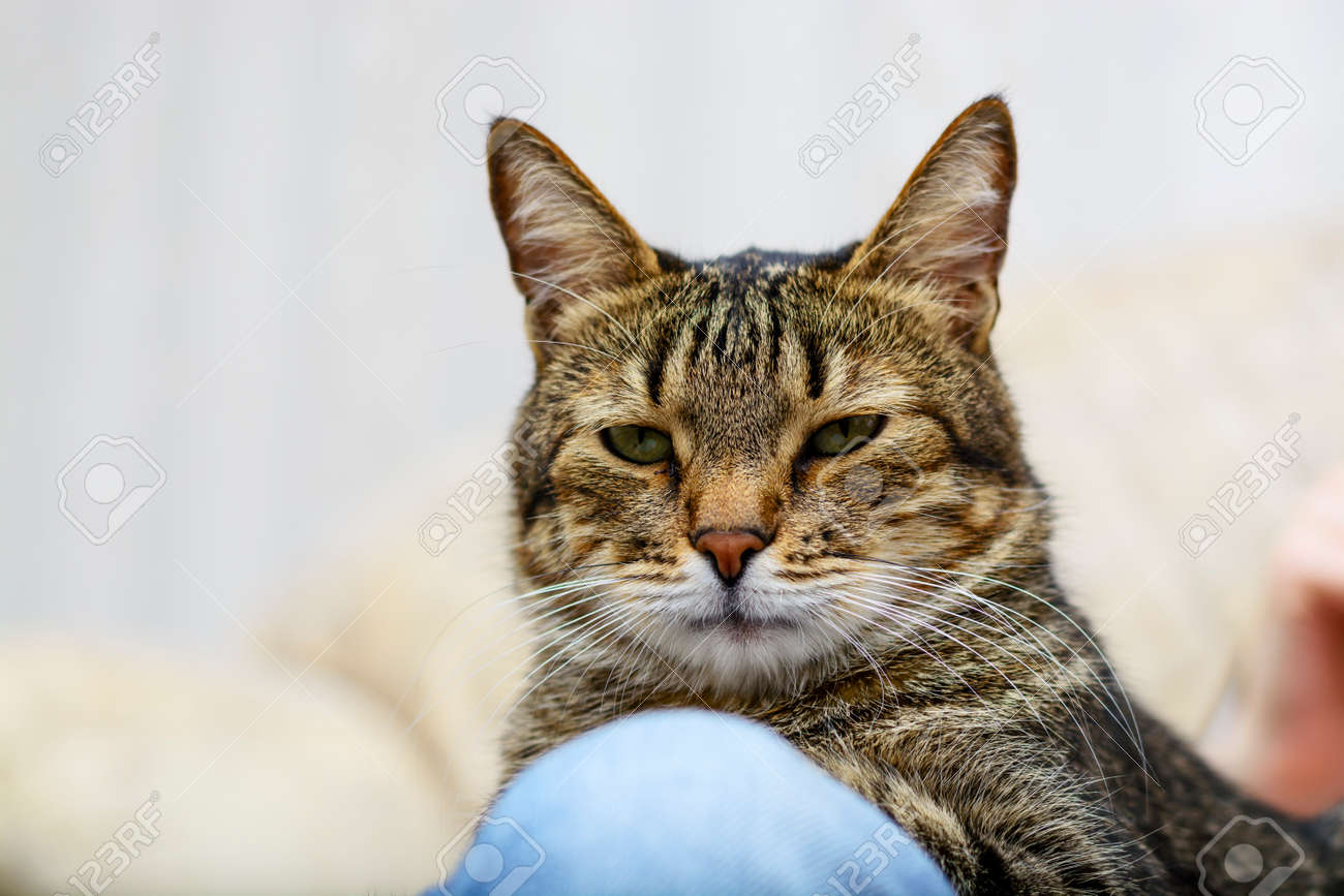 Chat Gris Noir Avec Des Yeux Verts à La Caméra Jouer Dormir Un Portrait En Gros Plan