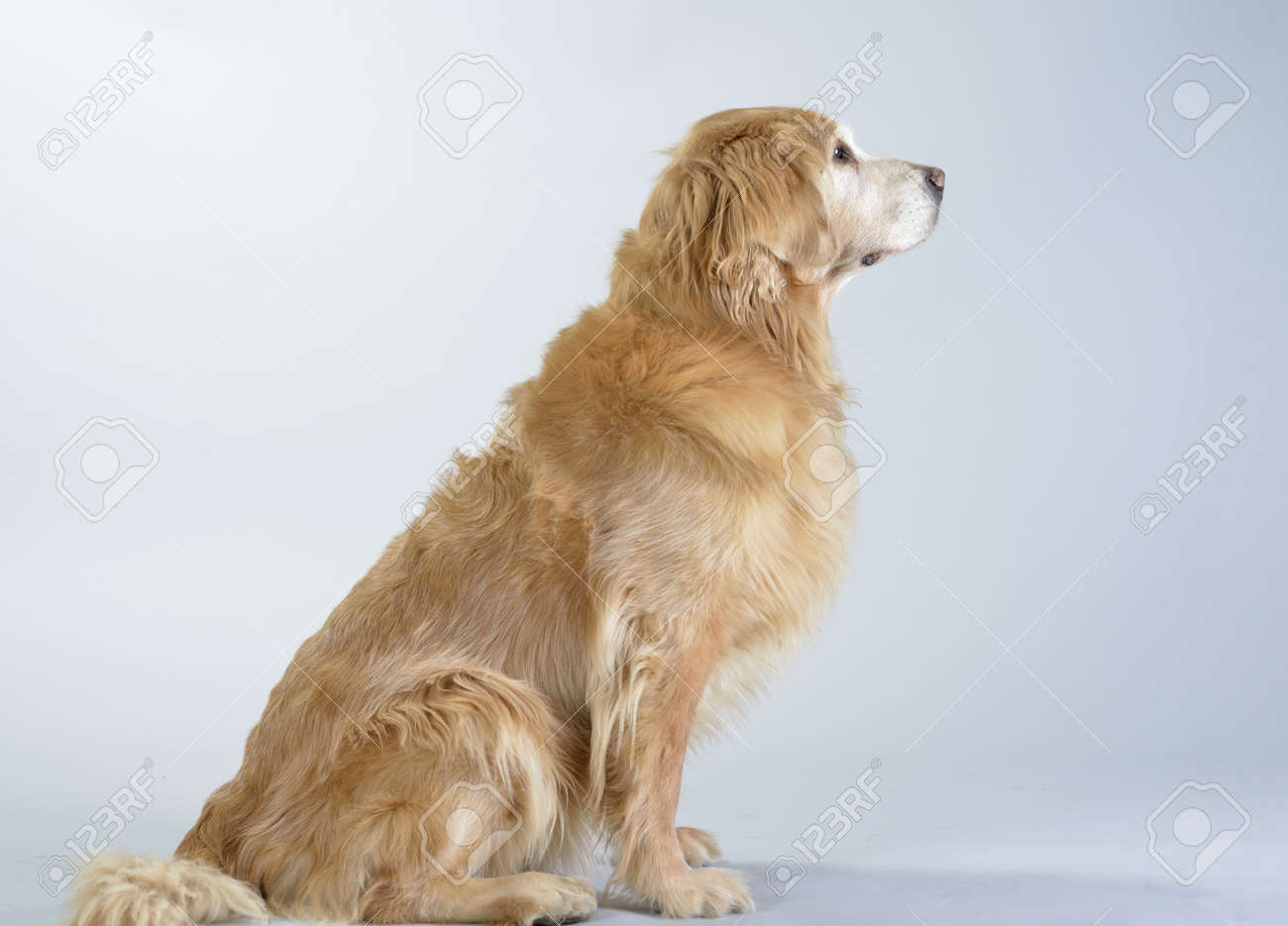 黒のラブラドール ゴールデンレトリーバー犬 の写真素材 画像素材 Image