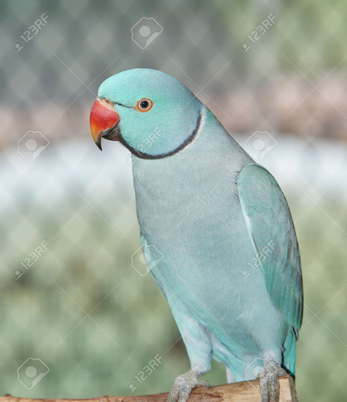 indian ringneck parakeet at