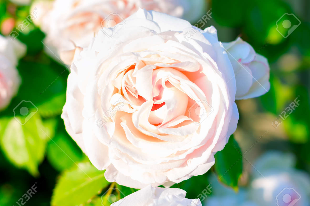 Beige Sahara Rose growing in the garden - 167986652 Beige Sahara Rose growing in the garden - 167986652
