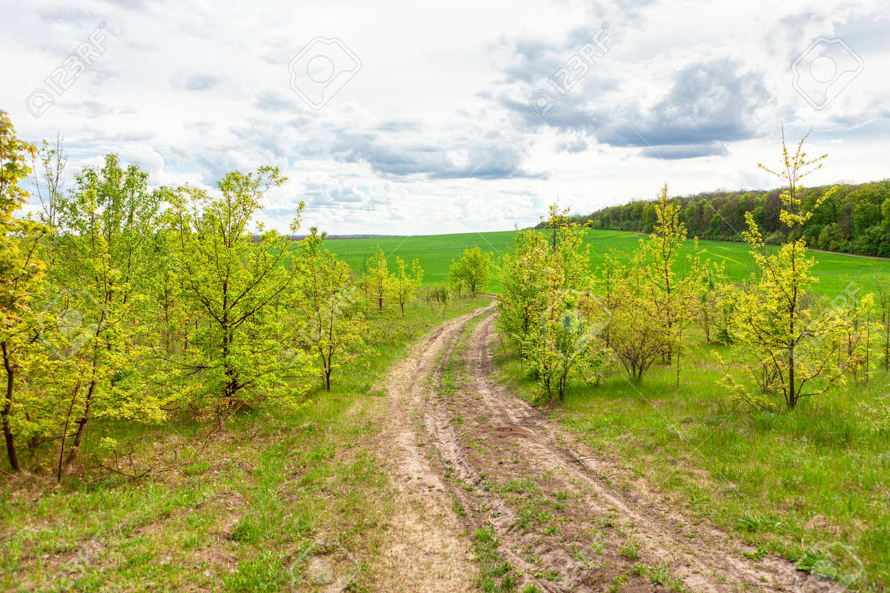Nobody on the country road . Direction to nowhere . Dirty road with green nature - 167986833 Nobody on the country road . Direction to nowhere . Dirty road with green nature - 167986833