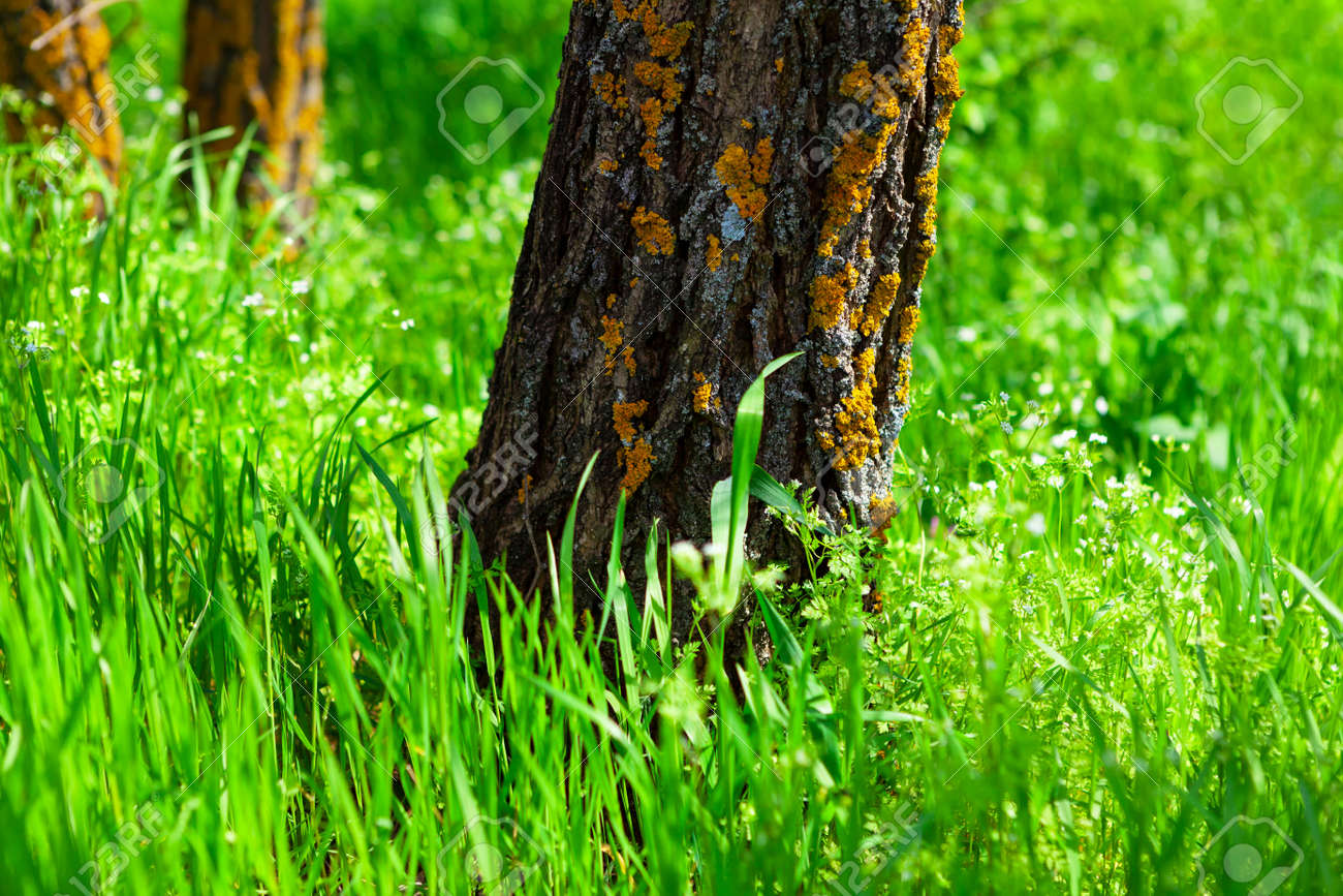 Tree trunk and green grass in the sunlight . Natural spring scenery - 169398963 Tree trunk and green grass in the sunlight . Natural spring scenery - 169398963
