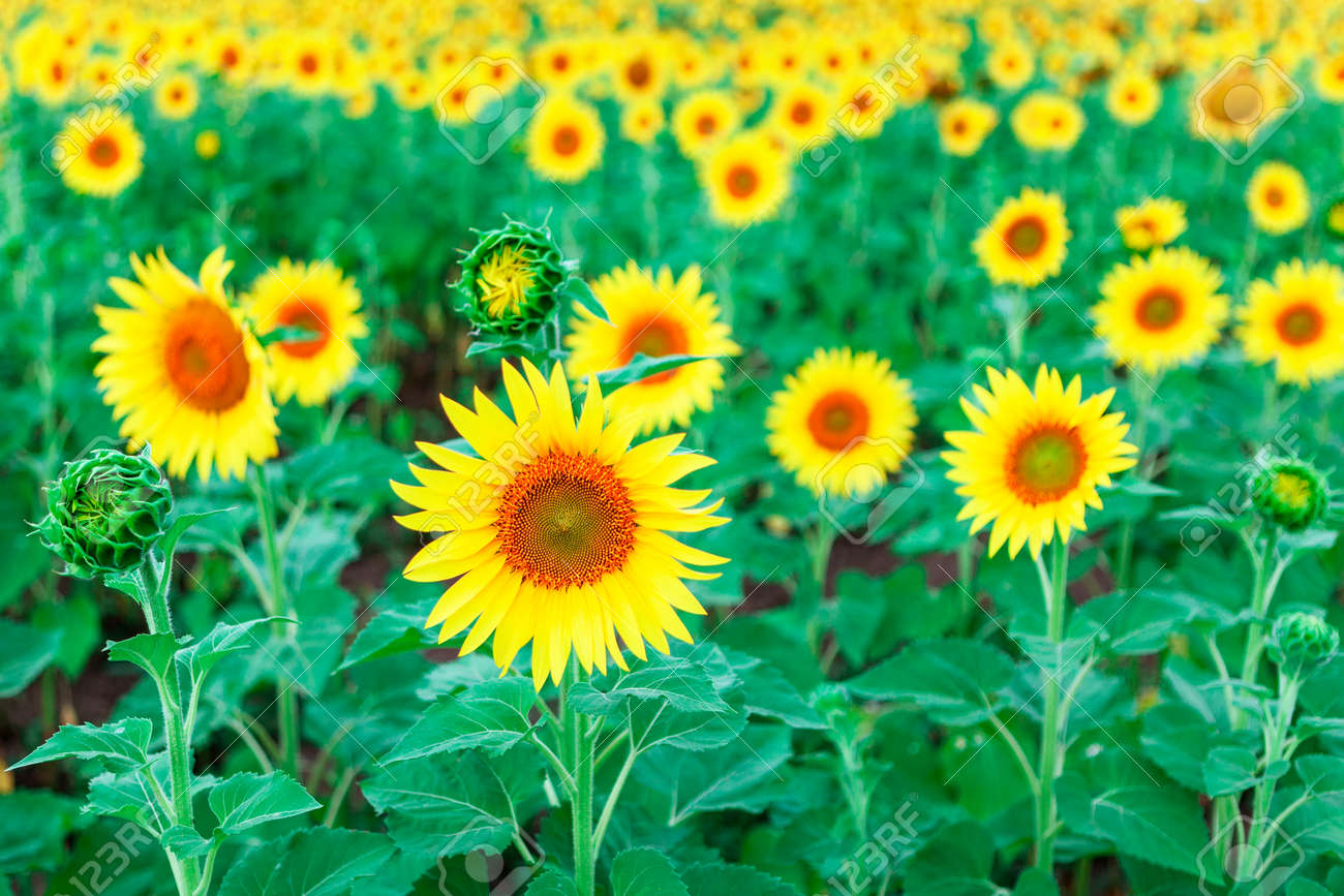 Sunflower Field In Summer . Yellow agricultural cultivated flowers - 170001168 Sunflower Field In Summer . Yellow agricultural cultivated flowers - 170001168