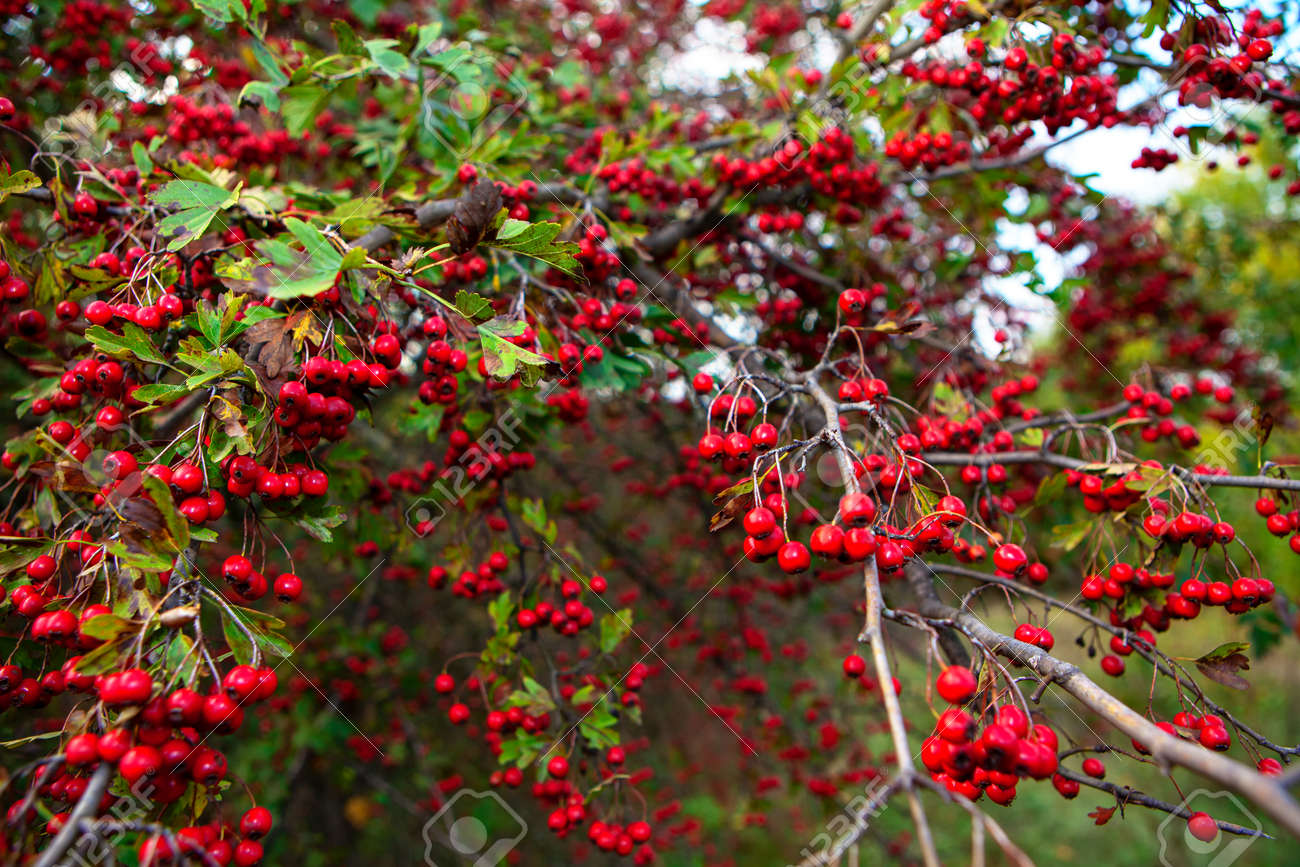 Hawthorn tree with red berries in autumn - 170080844 Hawthorn tree with red berries in autumn - 170080844