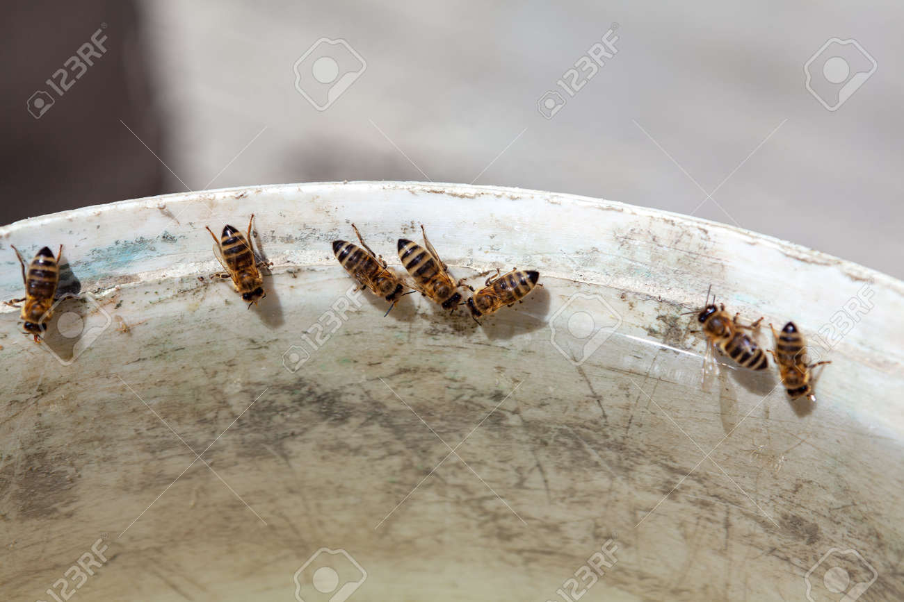 Honey bees drinking water . Bees Collect Water in the Summer - 170164311 Honey bees drinking water . Bees Collect Water in the Summer - 170164311