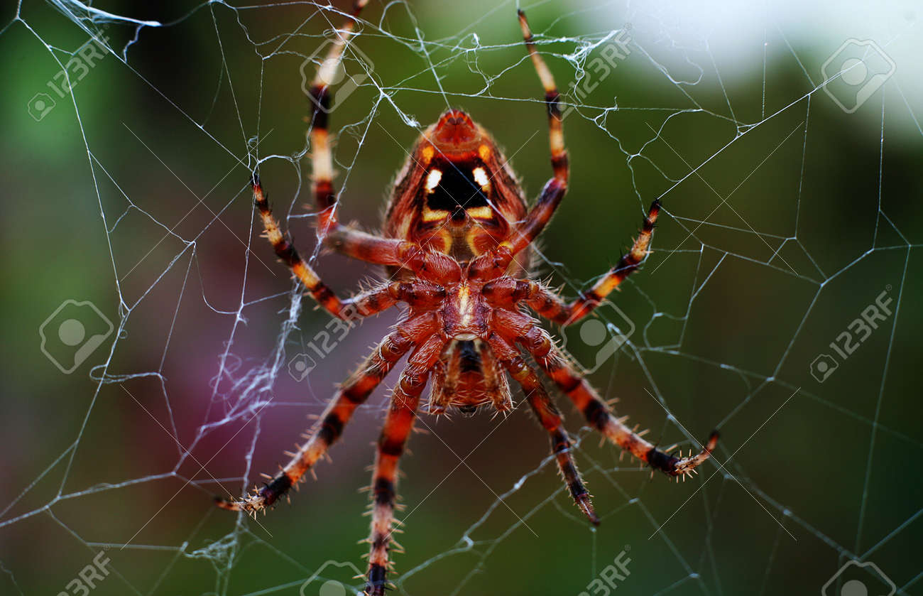 etiam-dictum-ipsum-a-felis