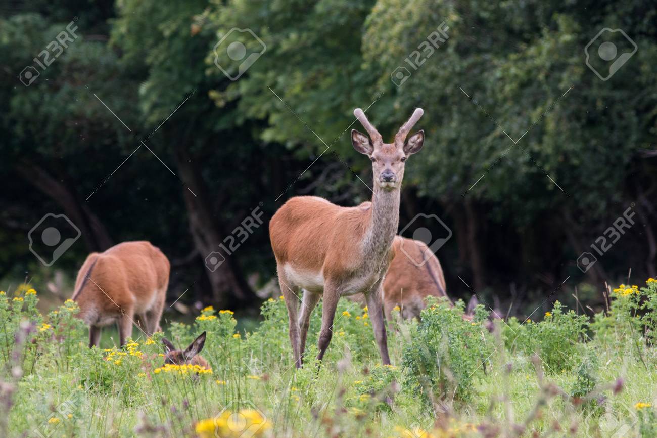 Irish Red Deer Killarney National Park Co Kerry Ireland Stock