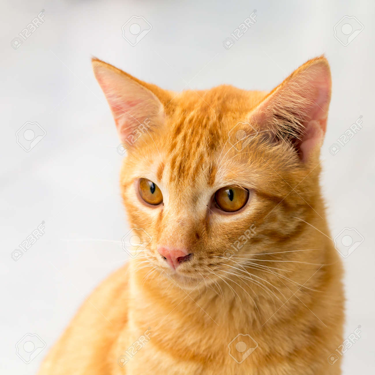 orange cat look some