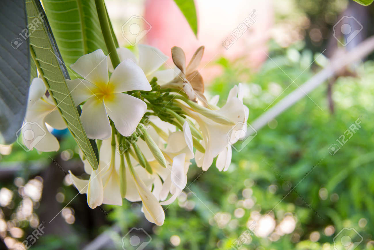 abstract soft focus of frangipani flower plumeria flora graveyard plumeria paper flower