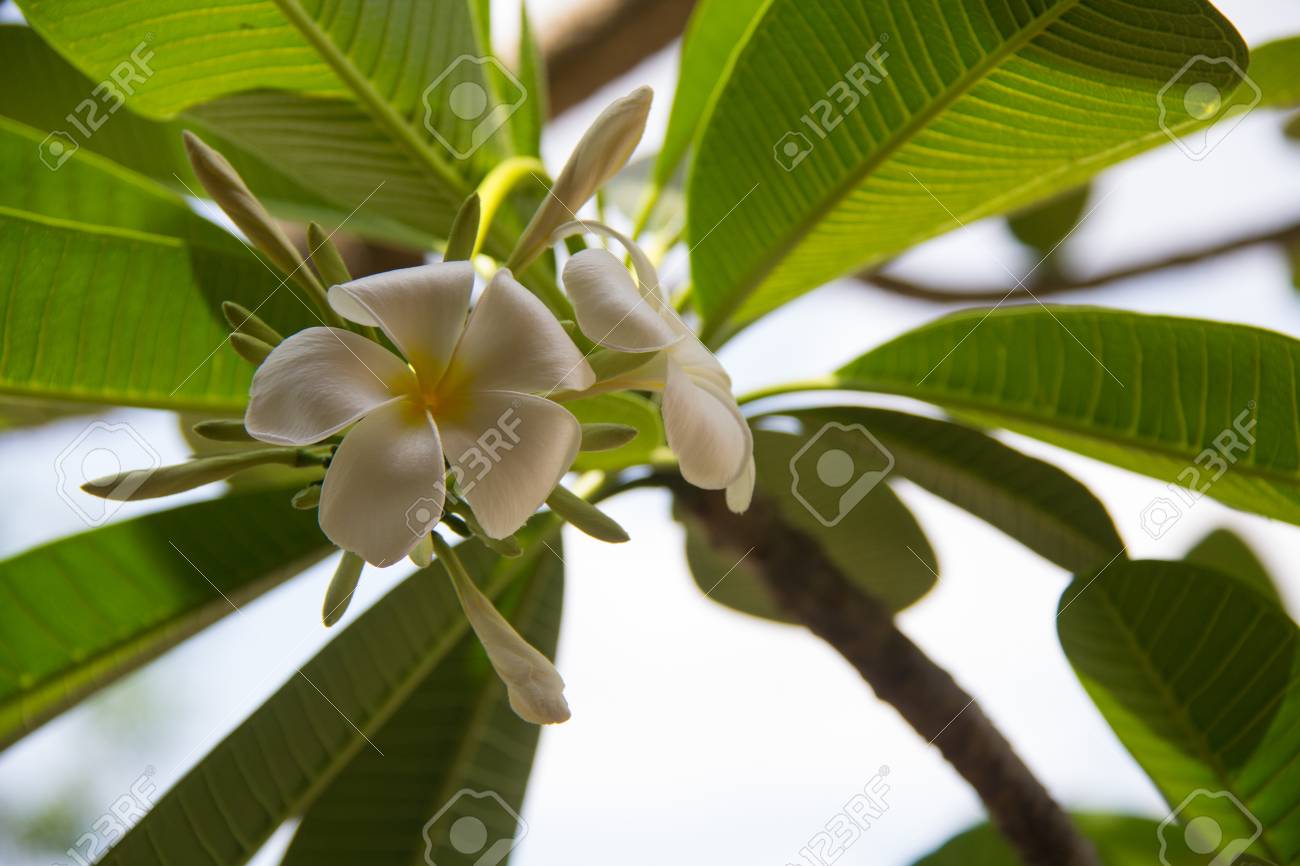 abstract soft focus of frangipani flower plumeria flora graveyard plumeria paper flower