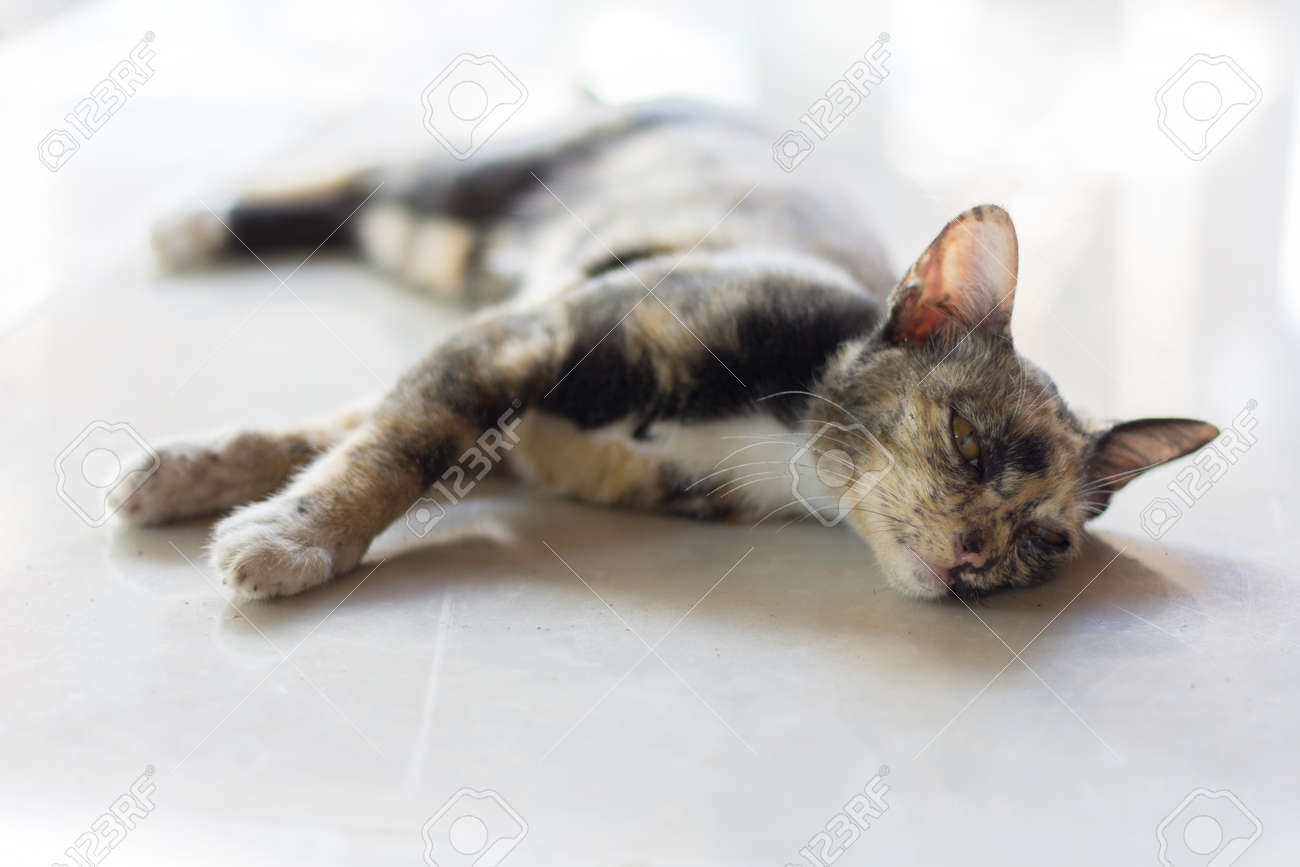 シャム猫は いくつかのことを見ています シャム猫 茶色と黒のぽっちゃり デブ猫をクローズ アップ の写真素材 画像素材 Image シャム猫は いくつかのことを見ています シャム猫 茶色と黒のぽっちゃり デブ猫をクローズ アップ の写真素材 画像素材 Image