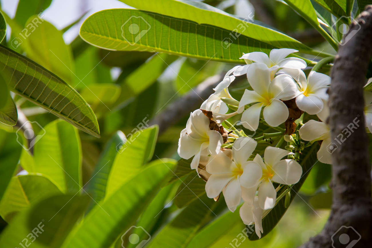 abstract soft focus of frangipani flower plumeria flora graveyard plumeria paper flower