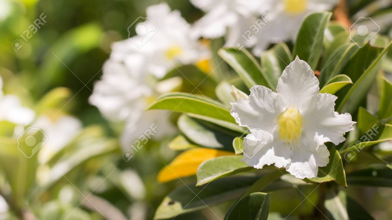Fleurs Naturelles Fleurs Azalées Impala Lily Ou Desert Rose Ou Mock Azalea Belle Fleur Blanche Dans Le Jardin