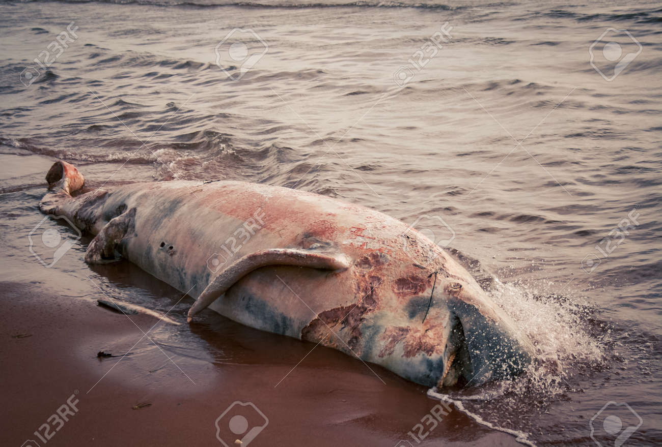 クジラ死体の腐敗 の写真素材 画像素材 Image
