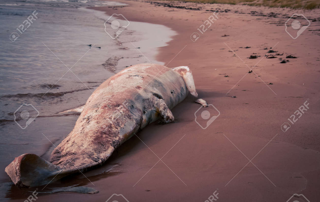 クジラ死体の腐敗 の写真素材 画像素材 Image