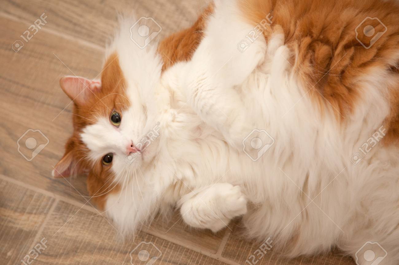 tri tronics sport basic g3