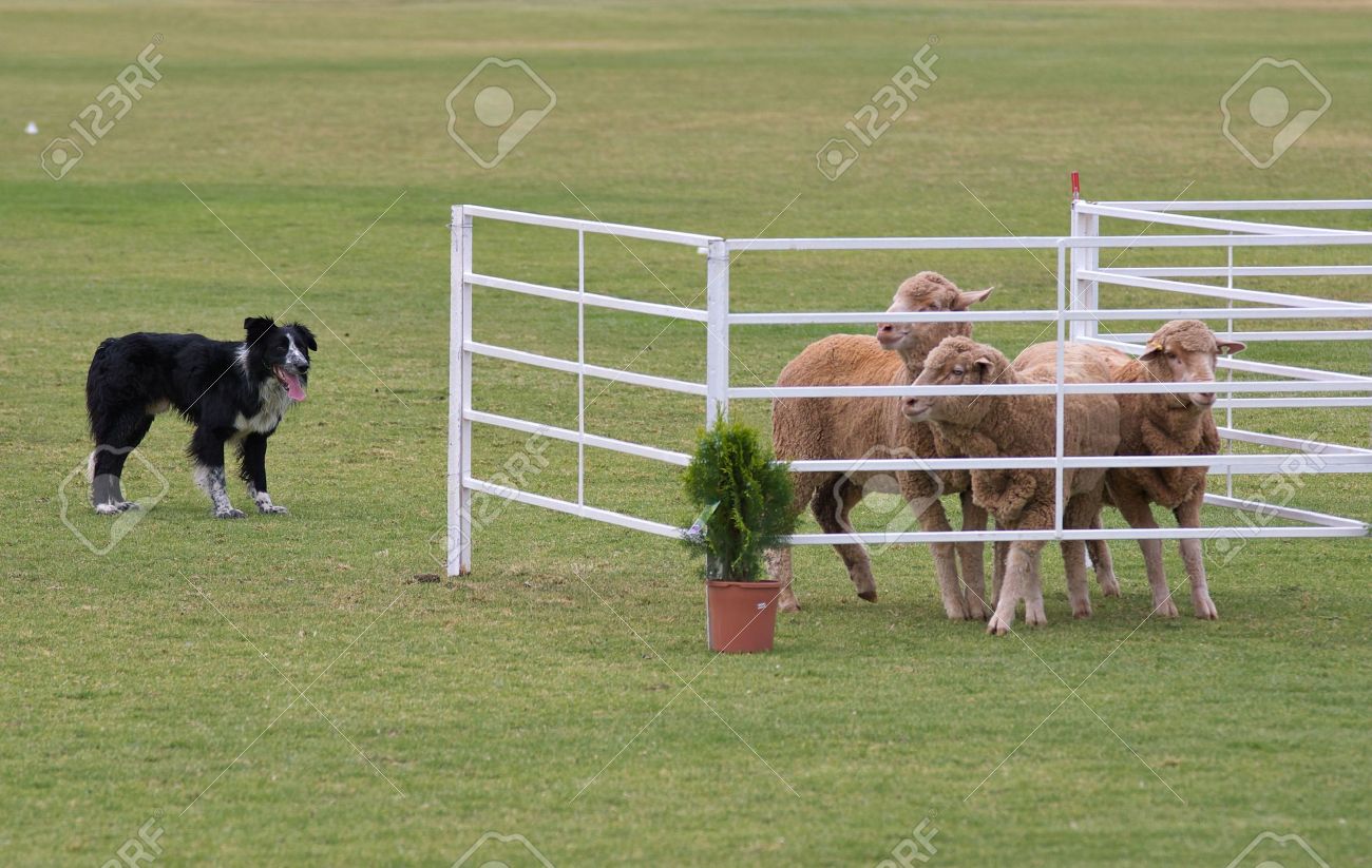 1017399-a-working-sheep-dog-border-collie-rounding-up-sheep-at-a-sheepdog-trial.jpg