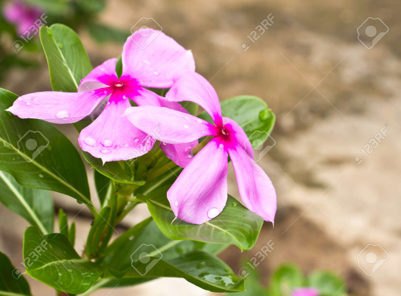 common garden flowers pictures and names pink roseus flowers in garden the scientific name catharanthus - Common Purple Garden Flowers common garden flowers pictures and names pink roseus flowers in garden the scientific name catharanthus - Common Purple Garden Flowers