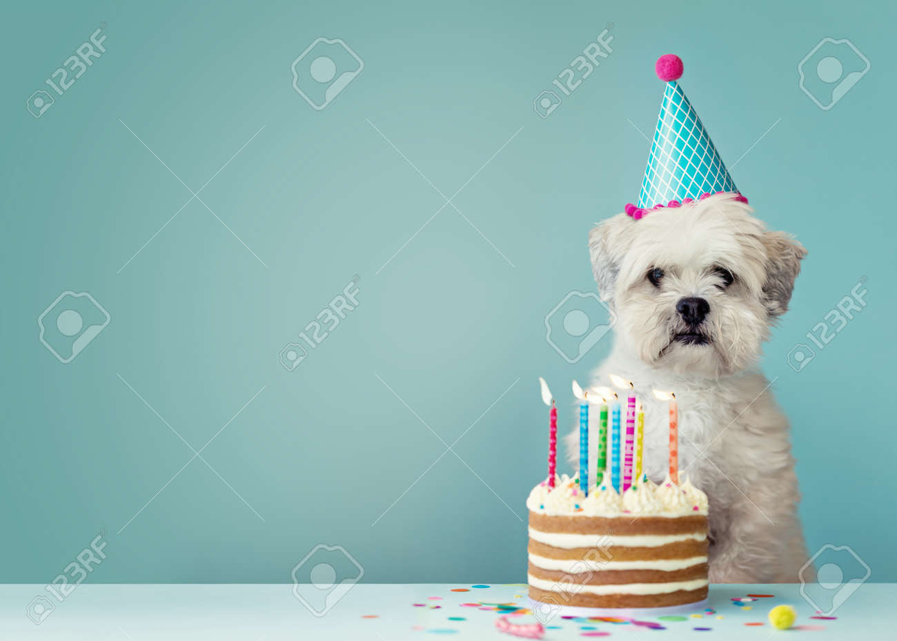 dog with birthday cake