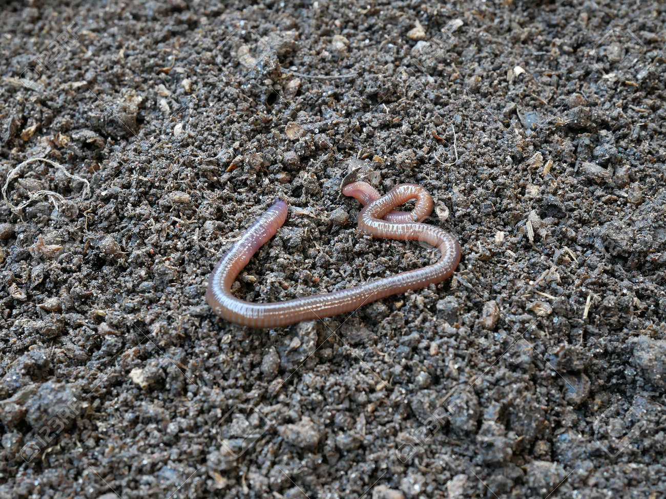 肥沃な土壌と有機農業を生産するミミズ の写真素材 画像素材 Image