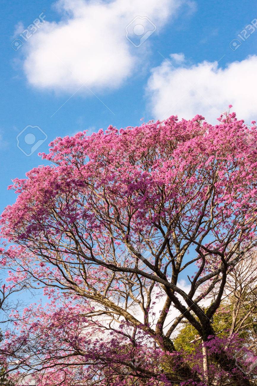Ipe Arbre Plein De Fleurs Roses Sur Une Journée Ensoleillée Banque D'Images  et Photos Libres De Droits. Image 33630727