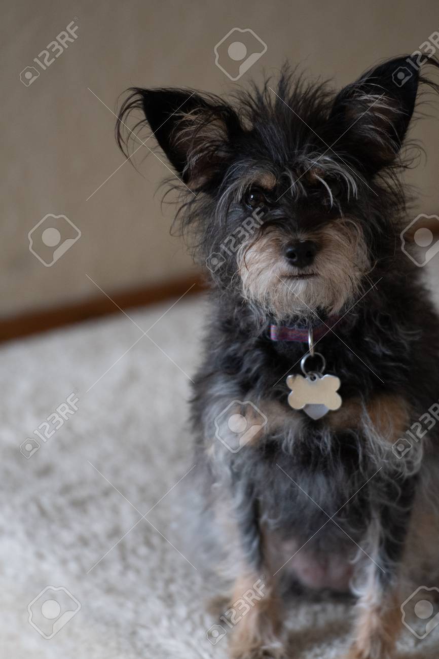 small mixed breed