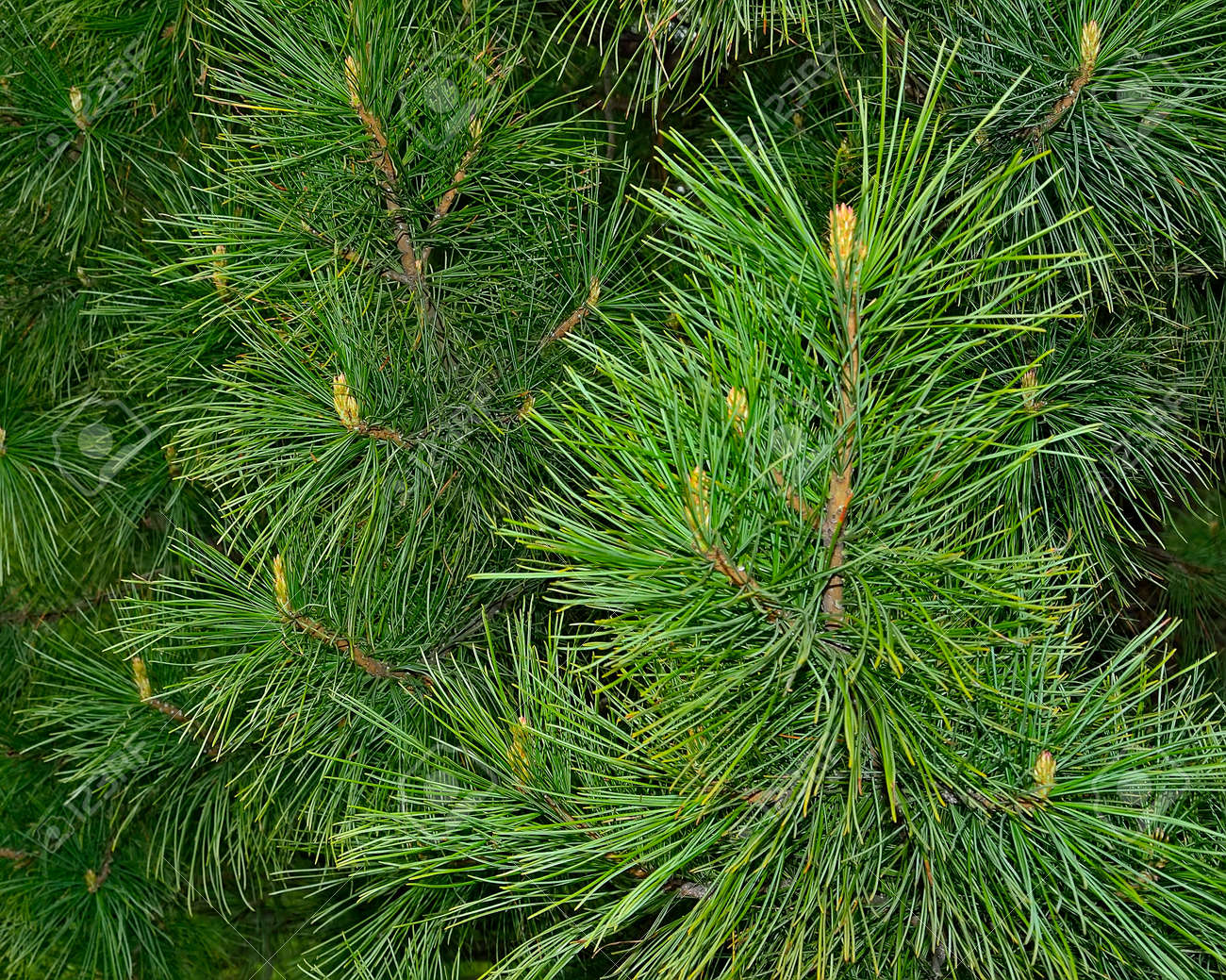 杉 ツリー 外科医 この植物のすべての部分には 高い治療効果があります 古来 ナット 樹脂 奇跡的な薬や化粧品になった松の葉を維持したり 健康を取り戻す助けています の写真素材 画像素材 Image