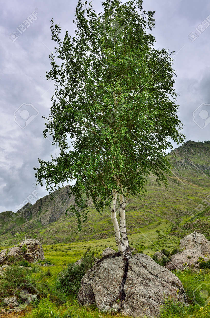 Birch roots sprouted through a stone and split a boulder. Summer landscape in the Altai Mountains, Russia - the concept of survival in adverse conditions, vitality and hope - 110590602 Birch roots sprouted through a stone and split a boulder. Summer landscape in the Altai Mountains, Russia - the concept of survival in adverse conditions, vitality and hope - 110590602