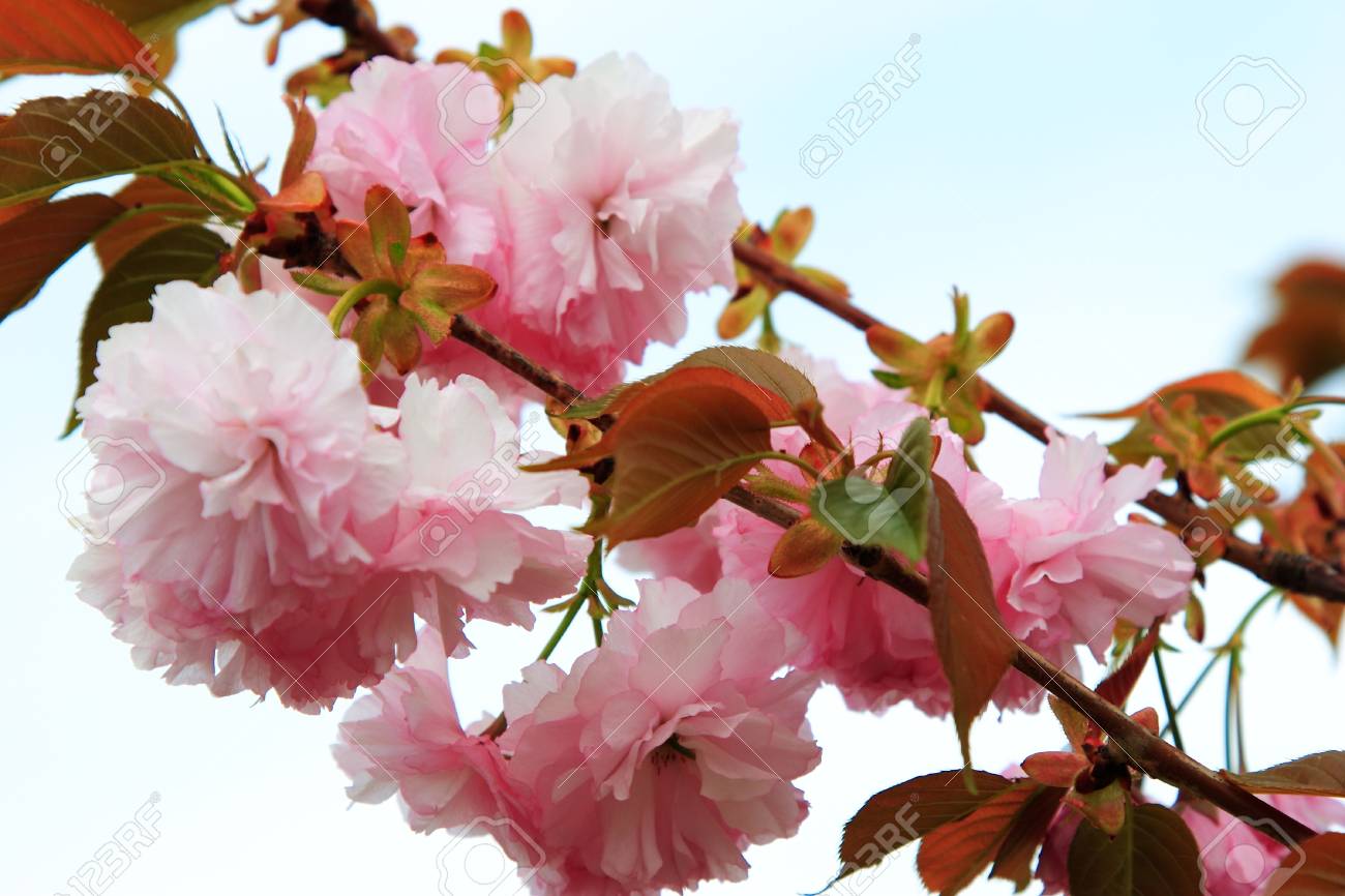 ピンクと白の春の花と蕾をぶら下げ の写真素材 画像素材 Image