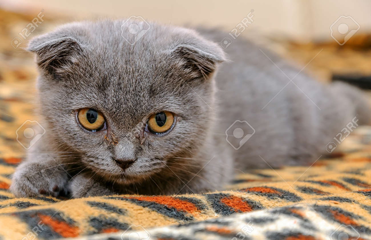 Petit Chaton écossais Miauler Chaton Gris Scottish Fold