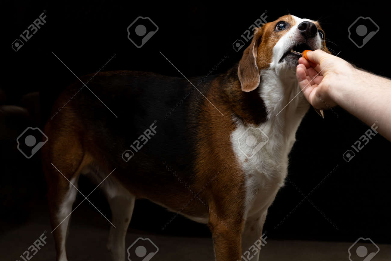 giant beagle breed