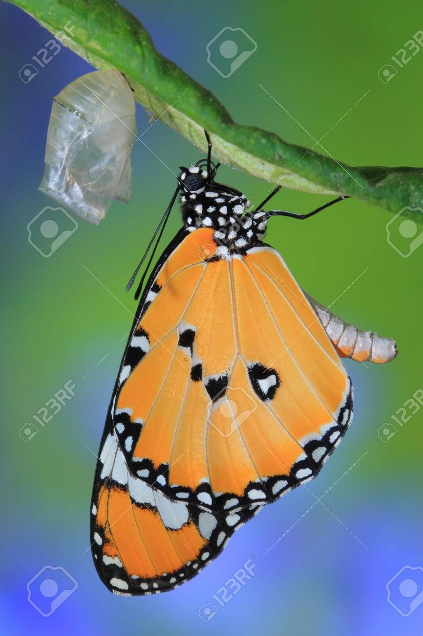 amazing moment about butterfly change form chrysalis - 10798099 amazing moment about butterfly change form chrysalis - 10798099