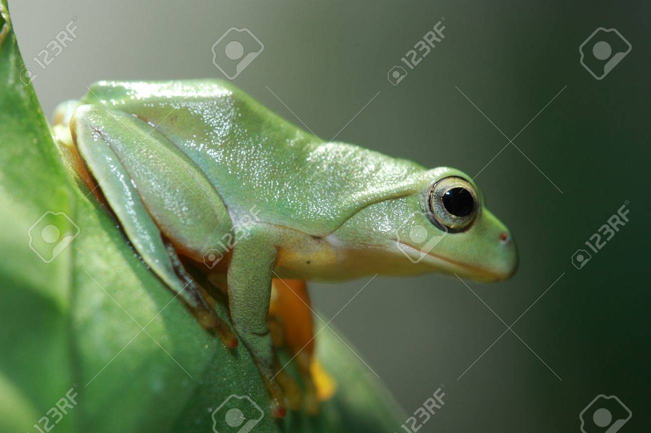 etiam-dictum-ipsum-a-felis