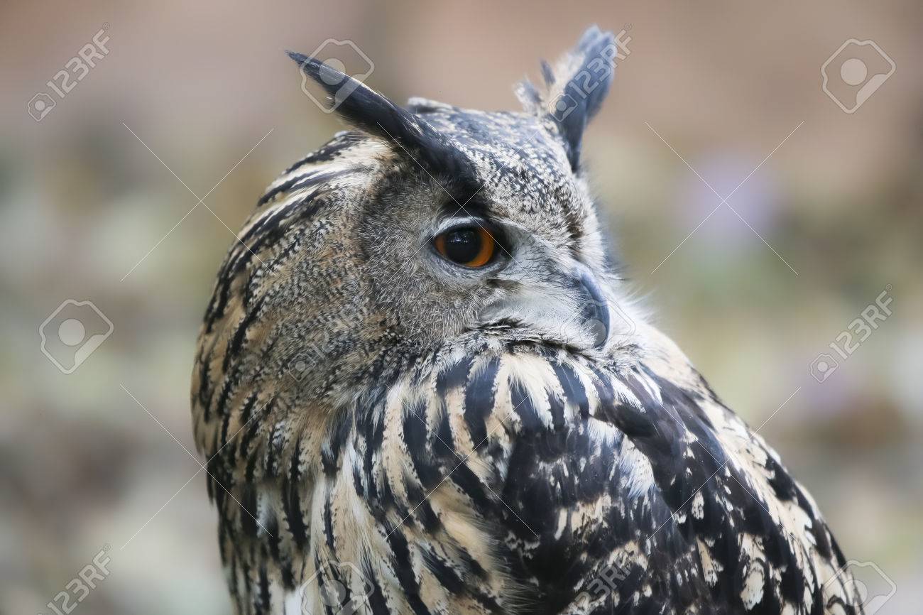 Portrait Profil De Nuit Tranquille Proie Oiseau Grand Duc Ou Bubon Avec Aigrettes Contre Arrière Plan Flou