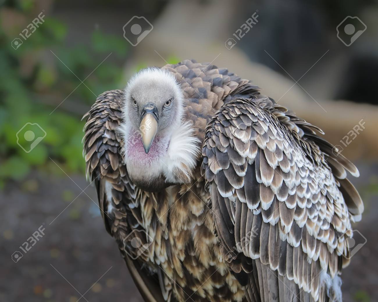 女性に人気 希少 ケープハゲワシ 足の剥製 一対 2本 置物 Www Pvn Gob Pe