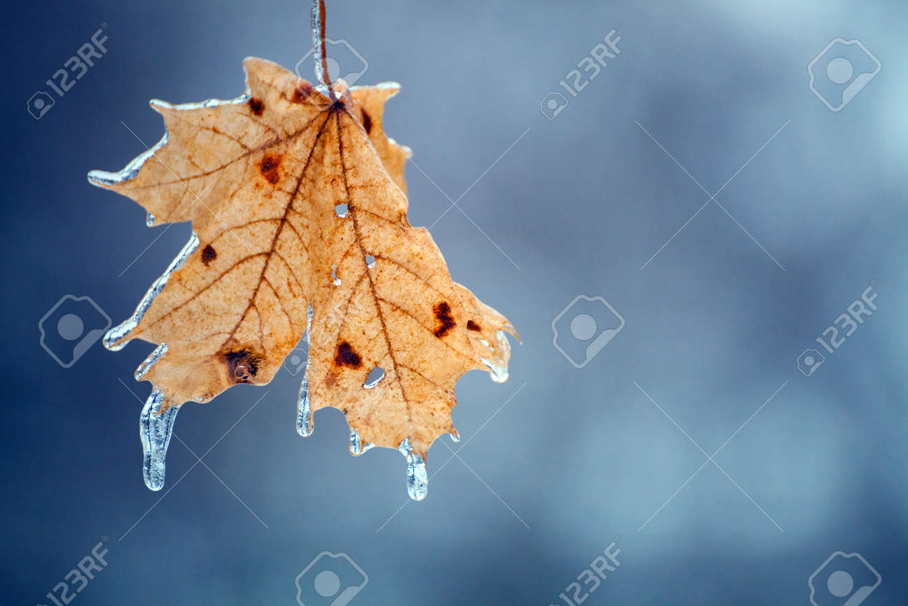 黄色のもみじの葉 秋の葉が落ちる 凍結雨 葉は 氷の中の木の枝 の写真素材 画像素材 Image