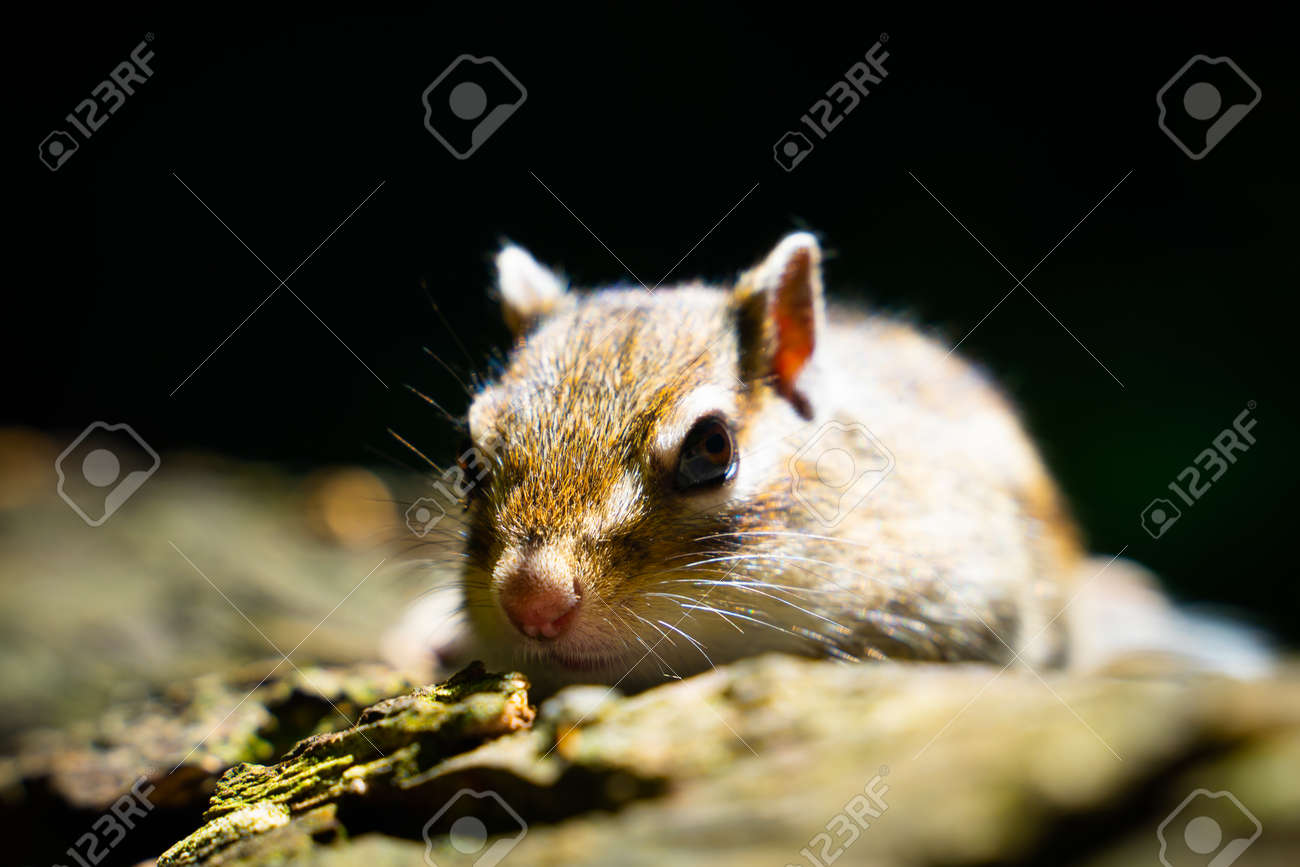 etiam-dictum-ipsum-a-felis