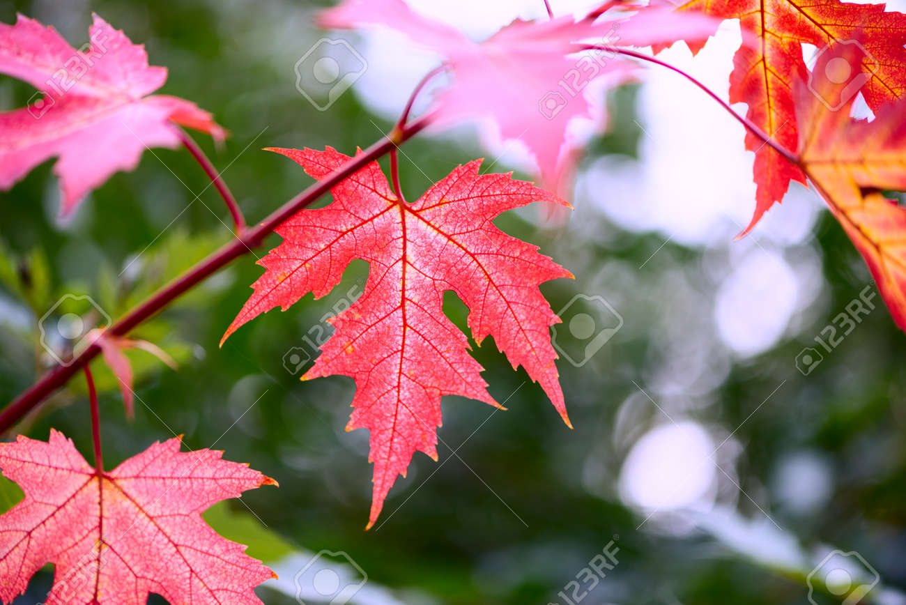 Silver Maple Branch With Bright Red Autumn Leaves Beautiful Stock Photo Picture And Royalty Free Image Image