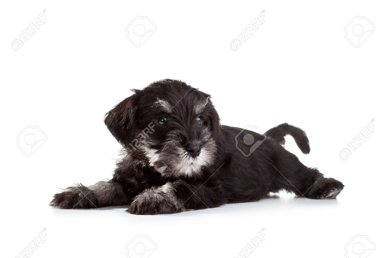 Miniature Schnauzer Puppy Over White Background Stock Photo Picture And Royalty Free Image Image 47442527