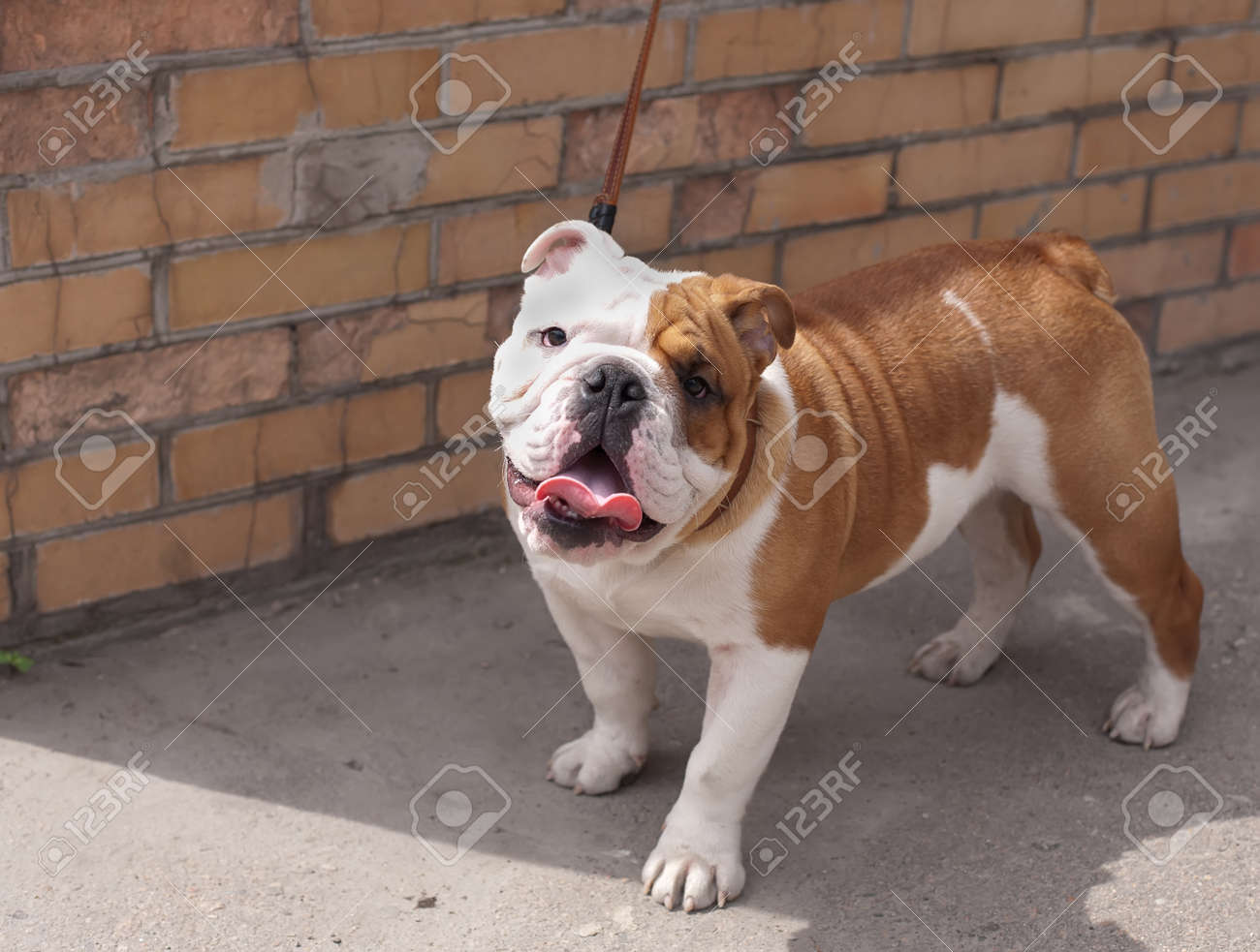 male bulldog