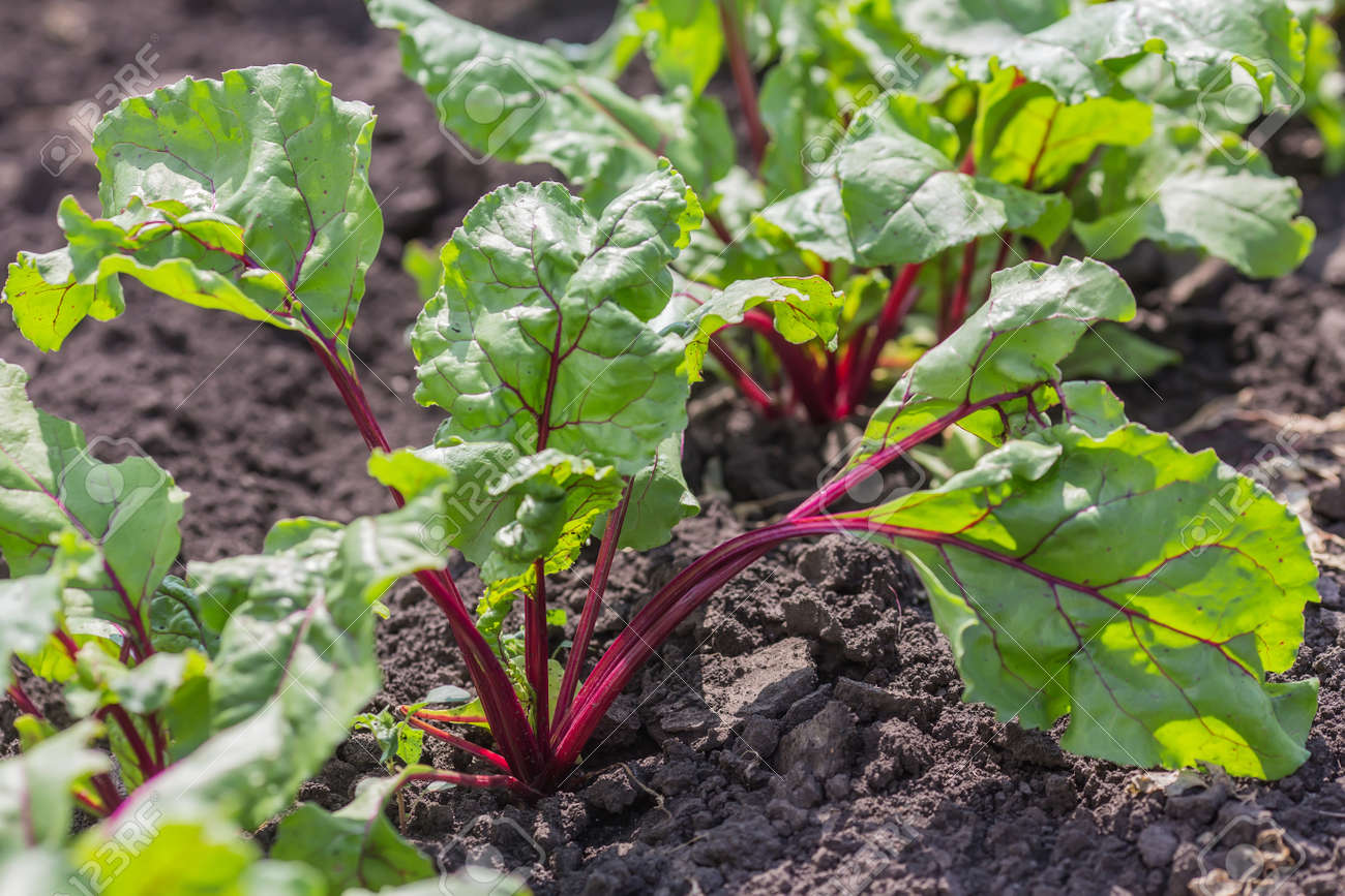summer landscape agricultural field with growing sugar beet stock growing sugar beet