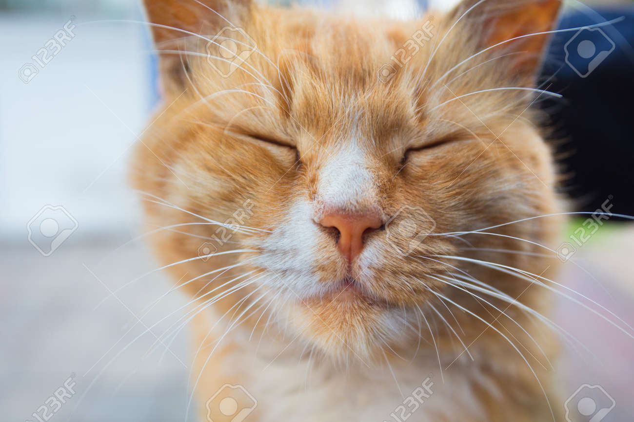 etiam-dictum-ipsum-a-felis